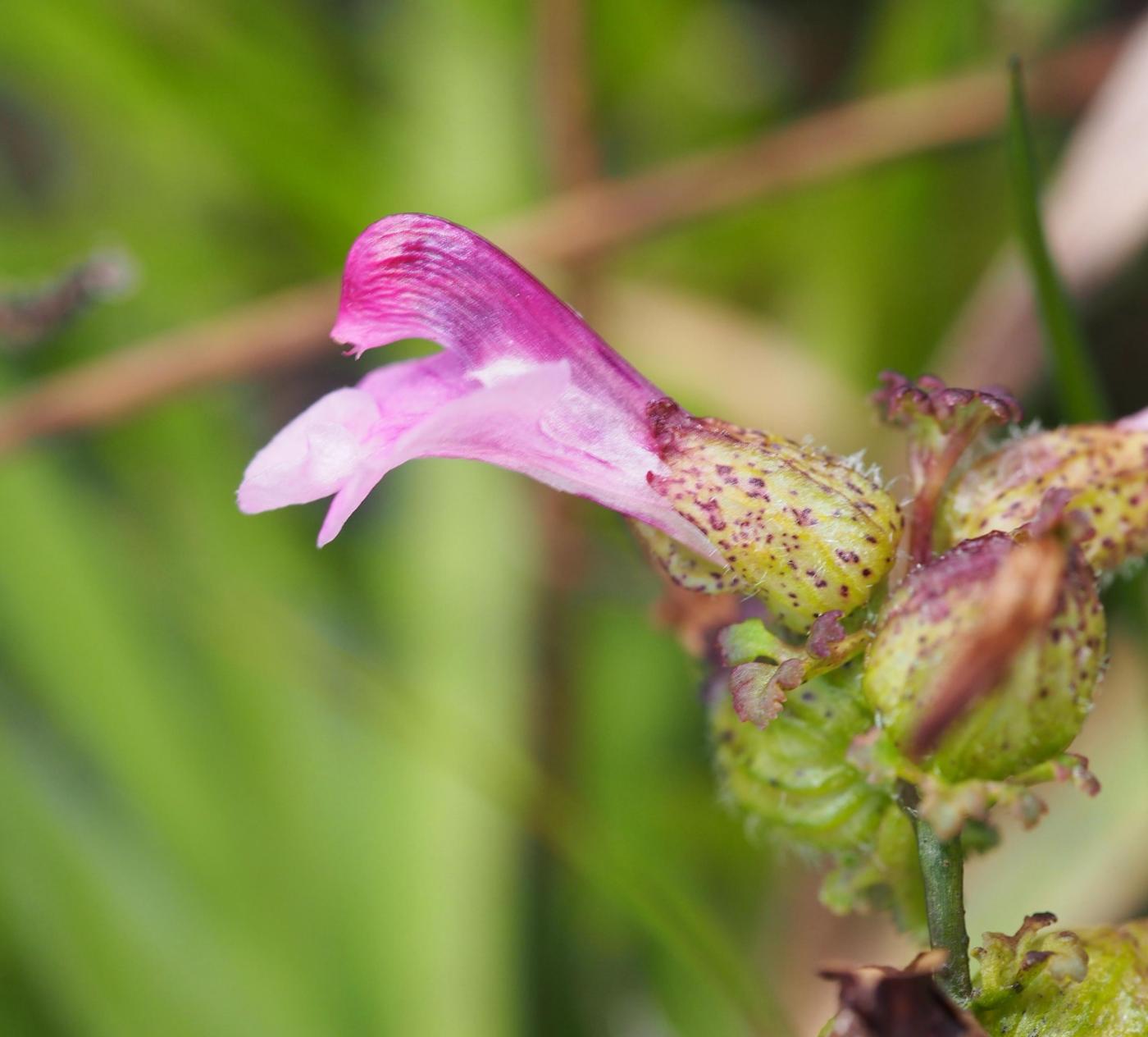 Lousewort, Marsh flower